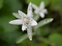 拝啓　レブンウスユキソウ様　★海霧の礼文島