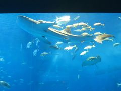 大好き沖縄！はじめての本島の旅２・３日目（美ら海水族館とまた国際通り編）