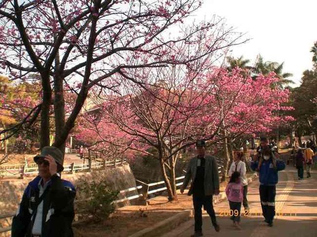 那覇空港から約15分の場所で気軽に桜の花見ができます、<br />近くには県立図書館、那覇市民会館が隣接、市民の憩いの場となっています。<br /><br />此処から国際通り、牧志市場等は歩いて行けます。<br /><br />1年を通して、様々なイベントが行われる場所でもあり、<br />1月末頃からは花見が楽しめます。<br /><br />市街地の中にありながら川も流れ、遊歩道沿いの桜並木は見事です。<br /><br />園内には約400本の寒緋桜が植えられており、<br />咲き乱れる川沿いを地元の子供達や市民と一緒に<br />愛でることができます。<br /><br />この時期には縁日の屋台も出て賑やかですよ。　<br /><br />三線を引く人、カラオケで歌を唄う人、囲碁を指す人、此処は庶民の広場です。<br />