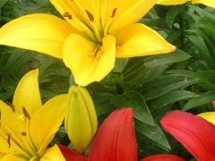 ラインを上る【66】ローマ文明はモーゼル川を伝いコブレンツに達した