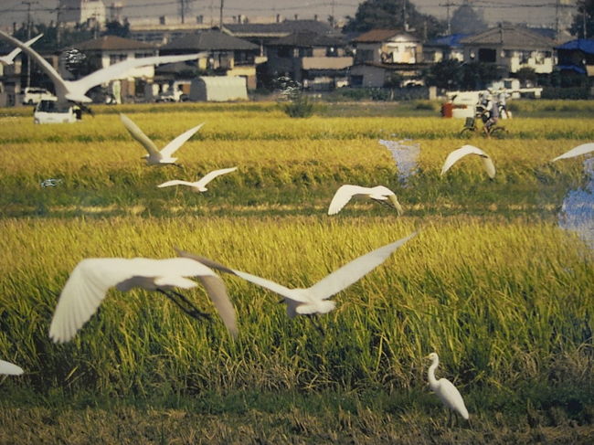 タロをキャンプミーティングに送ったついでに小雨の公園を散策。<br />夜は近所の公園で蝉の幼虫を発見<br />かつては数万羽が住んでいたさぎ山の写真。