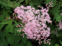 伊吹山　雲上のお花畑