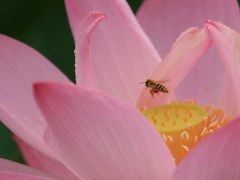 小さな旅●早朝の大府市星名池・雨に咲く蓮の花