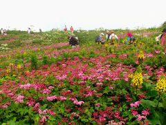 伊吹山のお花畑と箱館山のゆり園散策　　２−１