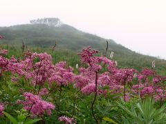 伊吹山雲上のお花畑と山室湿原のサギソウ