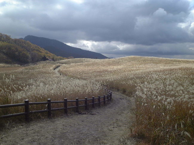 奈良と三重の県境にある高原です。<br />秋にはススキが高原一帯を覆います<br /><br />標高は約900mで倶留尊山（くろそやま）と亀山の山肌が高原になっています<br /><br />普通車６００円