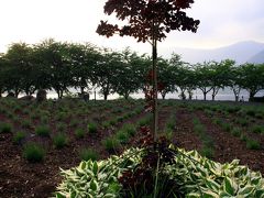 河口湖・八木崎公園のラベンダーとバラ