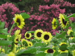 昭和記念公園の夏（2）あまり萌えなかったひまわりと、身悶えした夏の花