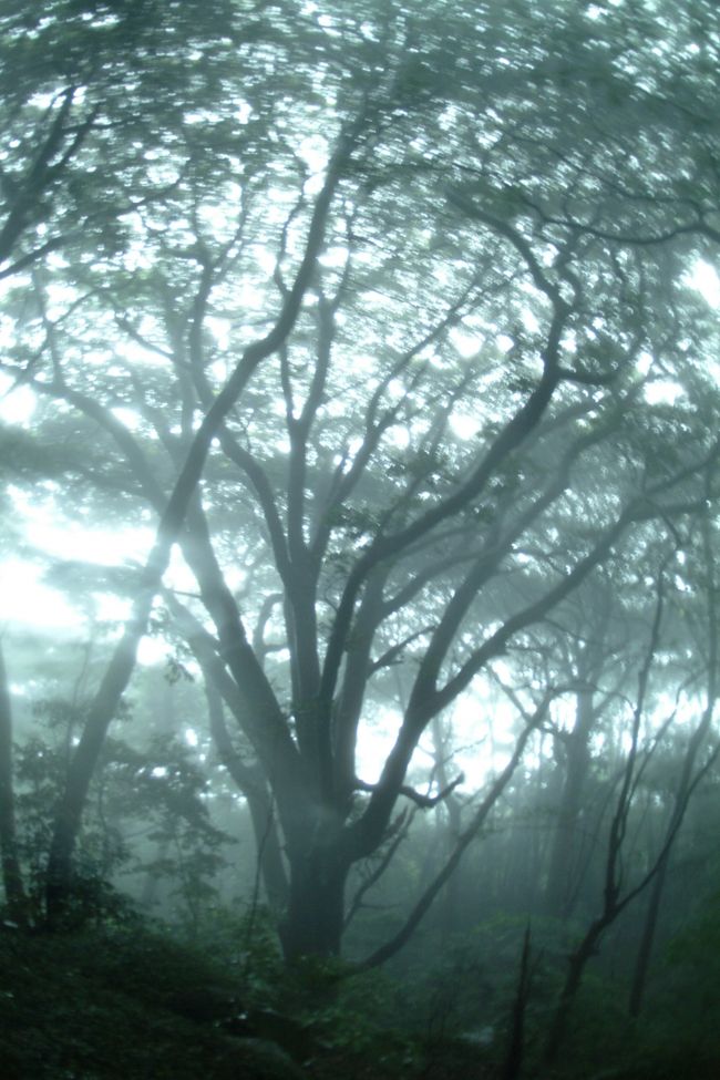 大雨の中、豊峰権現神社の椎の森にいてきたでがんす。<br />視界５０ｍ以下で椎の森はガスってこれまで見たことのない雰囲気でがんした。