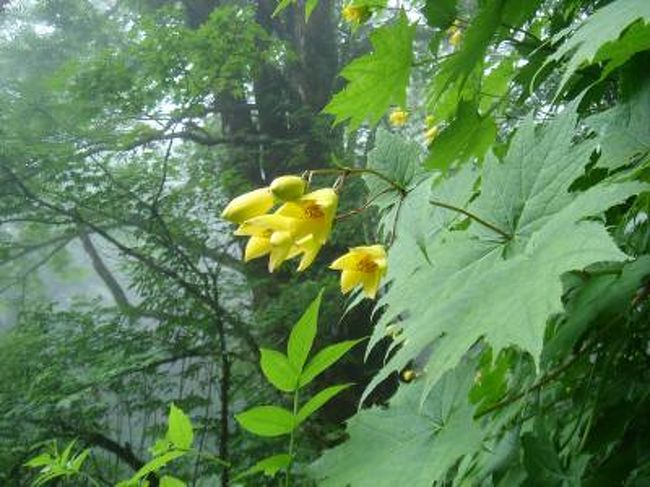 天涯の花 をたずねて剣山へ 剣山周辺 徳島県 の旅行記 ブログ By ぜくうさん フォートラベル
