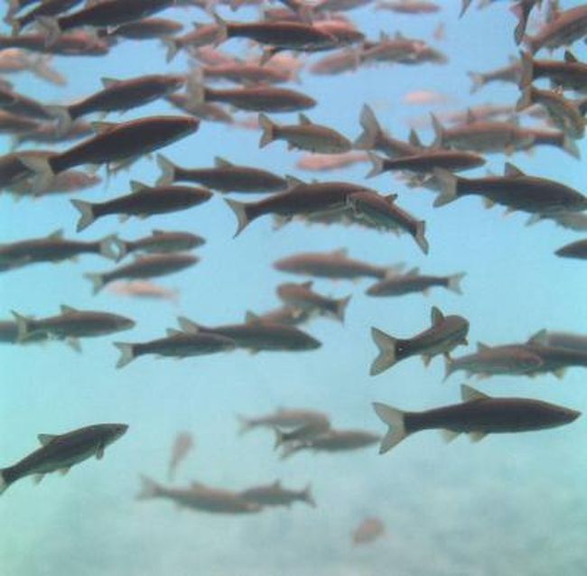 夏の北海道 支笏湖の水中遊覧と登山 千歳 新千歳空港 北海道 の旅行記 ブログ By Yuriさん フォートラベル