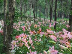 富士山麓の百合の花咲くゲレンデ　