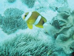 2009年バリ島旅行　体験ダイビング その2