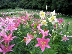 箱根：ピクニックガーデンのユリ園で「ユリの香りに包まれて…」