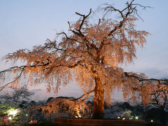 2008年 京都お花見（作成中）