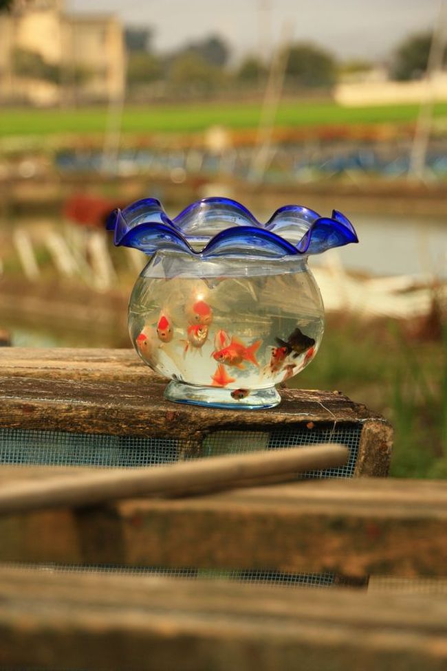 金魚の飼い方 愛知県の旅行記 ブログ By シンバさん フォートラベル 金魚の飼い方 愛知県の旅行記 ブログ By シンバさん フォートラベル