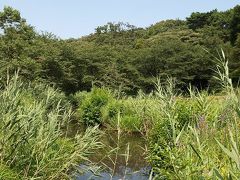 白金台を歩く　盛夏　自然教育園