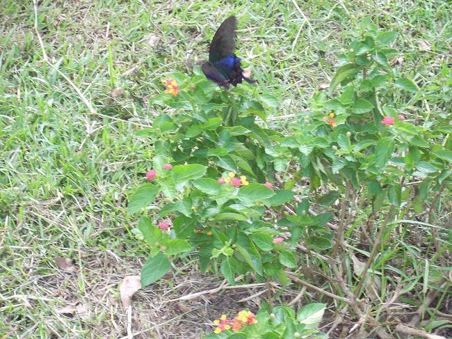 午後は郊外の見所を廻ります<br /><br />※埔里には蝶々がたくさん生息<br />