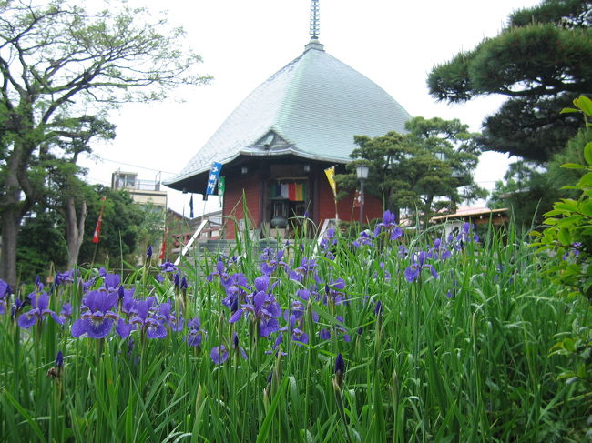 紫陽花はまだ早いかなと思いつつ，金曜出張を利用して鎌倉まで足を伸ばす。<br />今回は，鎌倉の中でもまだ回っていない東側がメインです。<br />まずは北鎌倉の駅で降りて，縁切り寺・東慶寺と浄智寺。<br />アヤメが満開で，野の花も咲き始め，いい季節だ。<br /><br />一度鎌倉駅まできて，駅前の「扉」でビールとカツサンドで遅めの朝食を取る。<br />八幡宮の牡丹園を見てから，法戒寺（執権邸跡），東勝寺跡（高時腹切りやぐら），若宮幕府跡，大佛次郎邸，日蓮辻説法跡，大功寺，本覚寺，妙法寺（比企氏邸跡），大宝寺（佐竹氏菩提寺），安国論寺などを回る。<br /><br />昼抜きで鎌倉を散策し，３時ころに東洋精肉店で，軽く焼き豚をつまみ，４時ころに中華街へ。<br />いつも通り，蓬莱閣の餃子と清風楼のシウマイをはしご。<br />