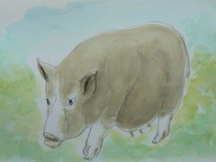 ユリが満開です　(寒冷地露地栽培)