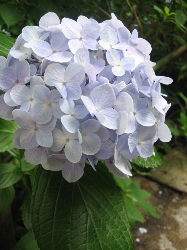 ちょっと<br />遅くなっちゃったかなぁ・・・の<br />紫陽花の寺「矢田寺」<br />ぽつりぽつりの雨の中<br /><br /><br />蚊がめっちゃ多い！！！！<br />かなり全身噛まれまくりで<br />泣きそう・・・だったけど<br />ポーズとりまくり満面の笑み<br /><br />写真またまたアップします〜