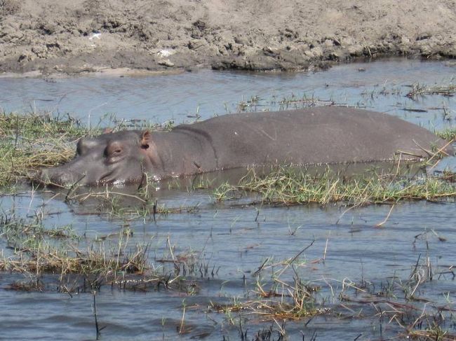 ボートに乗って野生動物観察。