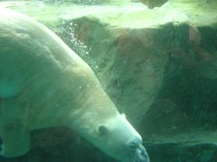 1年ぶりの北海道　　旭山動物園編