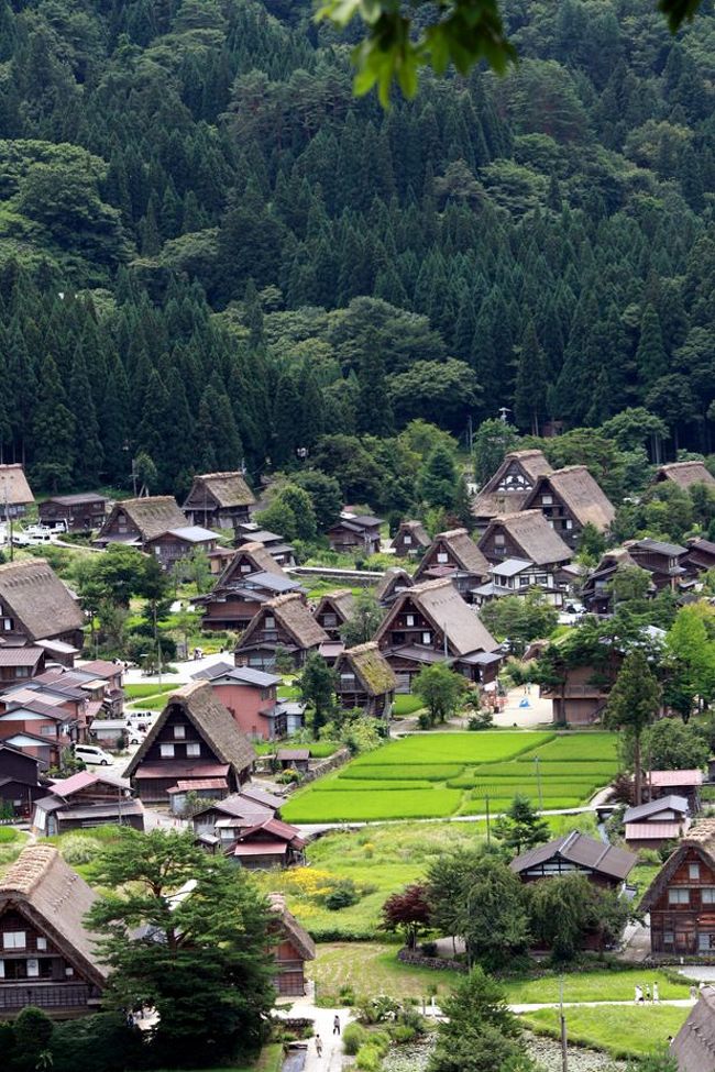 世界文化遺産に指定されている白川郷へと行ってきました。<br />合掌造りの建物に厚く積もった雪のイメージが強いですが，夏は緑色の世界。<br />しっかりと目に焼き付けてきました。