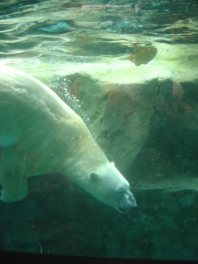 今回の旅のメイン「旭山動物園」へ行ってきました。<br />