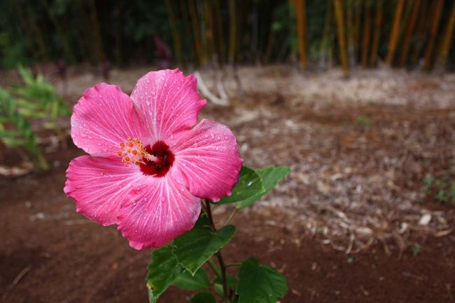 再び夏の間カウアイに滞在しました。カウアイ最高！<br />（２００８年のアルバムを追加したので、いくつか写真を移動しました）