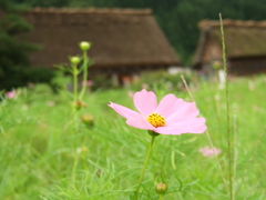 秘境白川郷へ