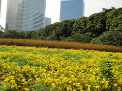 キバナコスモスが咲き乱れる浜離宮