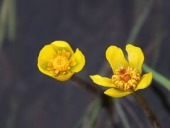 シモツケコウホネ（下野河骨）    日光市小代（こしろ）地区