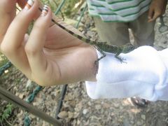 −−【沖縄】北部　やんばるトレッキング