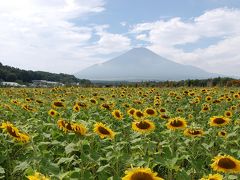 山中湖　ひまわり畑と富士山