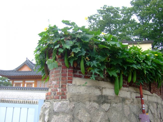 2009年8月18日(火)<br />今日の予定は北村韓屋散策→仁寺洞でランチ→明洞で足マッサージとお買いもの。<br /><br />3日間のツアーと言っても実質1日。<br />しかもホテルが行きたい所から遠いので無謀とも思えるスケジュールではありますが、何度か韓国には来ているので十分な時間配分なのです。<br /><br />☆1日目(2009年8月17日)<br />http://4travel.jp/traveler/anello/album/10368143/<br /><br />☆2日目その2(2009年8月18日)<br />http://4travel.jp/traveler/anello/album/10369268/<br /><br />☆3日目・土産(2009年8月19日)<br />http://4travel.jp/traveler/anello/album/10370069/<br /><br />
