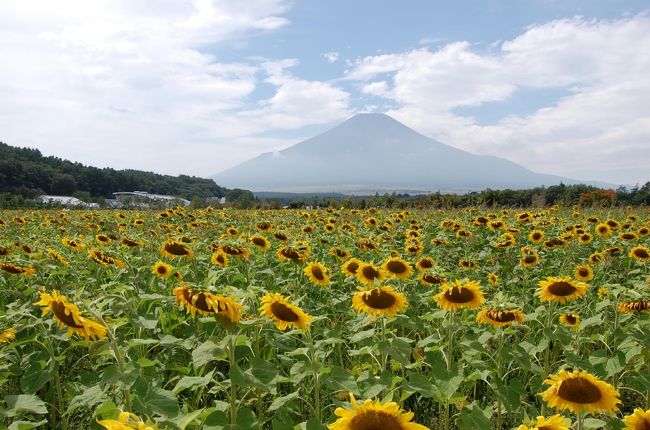 ８月２１日（金）　山中湖、花の都公園、清流の里、文学の森、三島由紀夫文学館<br /><br />山中湖のひまわりが満開と聞いて、盛りを過ぎないうちにと出かけた。以前、明野のひまわり畑を見たことが有るが、山中湖のひまわり畑も規模は負けていなかった。心配された天気も、お目当ての富士山が綺麗に見えて、富士山をバックにひまわりを見ることが出来た。<br />このひまわり畑の有る、花の都公園は四季折々の花を富士山をバックに見る事が出来る。<br />午後からは、天気も悪くなり、初めて文学の森も訪れてみた。<br /><br />ご参考　旅行記「明野　ひまわり畑を訪ねて」<br />http://4travel.jp/traveler/stakeshima/album/10323045/<br /><br />