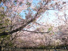 地元の公園「サクラ」