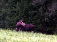 ノルウェー旅行４　トロンハイムーダーレンーオスロ