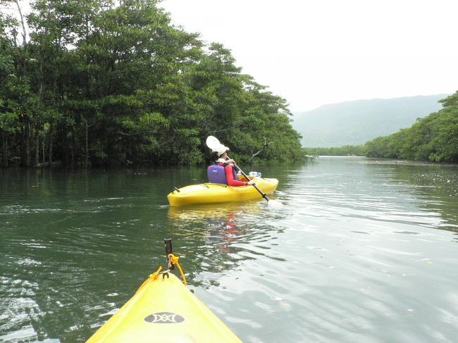 旅行５日目は待望の西表島へ。<br /><br />８時半〜１０時：フェリーにて西表島へ。<br />　　　　　　　　港で迎えの車にのってツアー会社へ。<br />　　　　　　　　荷物を預け、準備を整えたら川の近くまで車で移動。<br /><br />１０時〜１５時半：陸でカヌーのこぎ方のレクチャー＆練習後、<br />　　　　　　　　ピナイサーラの滝の近くまで川を遡って行く。<br />　　　　　　　　トレッキングは山の上のピサイナーラの滝まで。<br />　　　　　　　　昼食後、今度は滝壺目指してトレッキング。<br />　　　　　　　　その後、カヌーを留めた場所から出発地点まで漕いで帰る。<br /><br />１６時〜１８時：フェリーで石垣島へ、シャワー＆着替えのために<br />　　　　　　　　一旦タクシーでホテルに戻る。<br />２０時〜：夕食をとるため、タクシーで町の「マグロ居酒屋ひとし」へ。