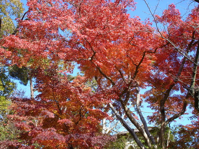紅葉がきれいな成田山に行きました。紅葉祭りを開催中で、紅葉の中、尺八とシンセサイザーの演奏会をやっていました。お昼は、名取亭でいただきました。