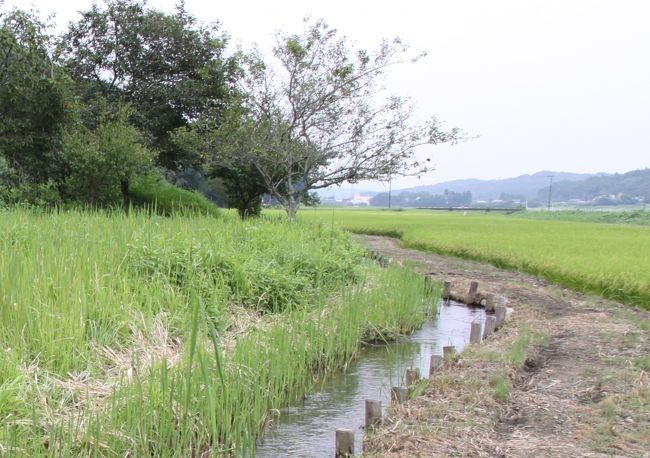 シモツケコウホネ（下野河骨）は栃木県内で三ヵ所群生場所があるらしい！一箇所制覇したので、次なる場所「那須烏山市志鳥（しとり）」を目指しました。寄り道して約1時間20分。詳しい場所は分からないが、勘と経験、あぜ道を探して看板を見つけました。