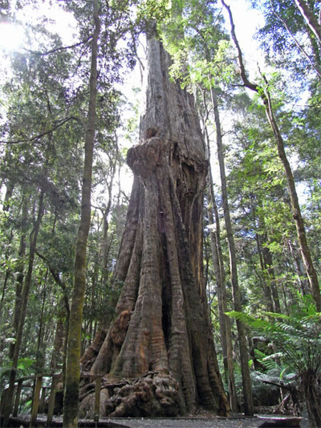 The Nut を散歩した後、ラピュタの木のモデルと噂される（あくまで噂ね）Big Tree を見に行きました。