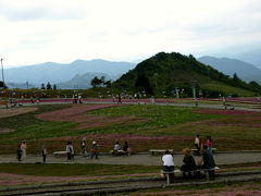 茶臼山高原の芝ザクラ