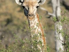 オカバンゴデルタ　モーニングサファリ