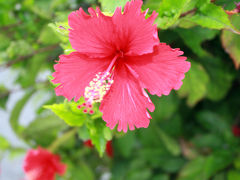 竹富島　花たち