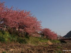 2009　河津桜祭り