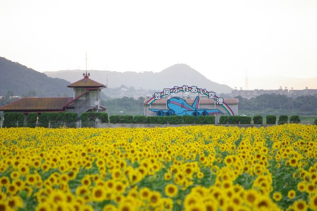 岡山県笠岡市にある笠岡ふれあい空港にひまわり畑があるとの情報で、見学に行ってきました。<br /><br />http://www.mina-net.com/kasaoka/