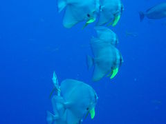 サムイ島でダイビングとバンコク・アユタヤの旅