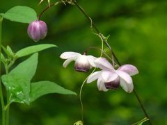 レンゲショウマ咲く但馬高原植物園